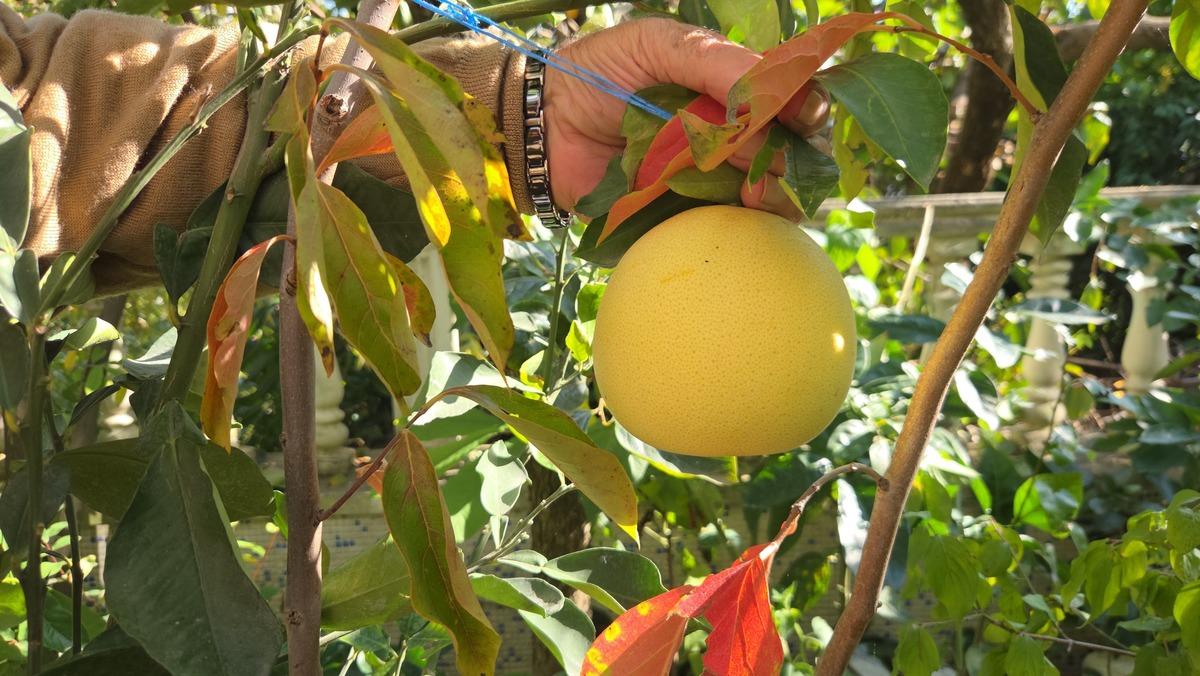 &ldquo;Mandalina bile olmaz&rdquo; dediler! Şimdi bah&ccedil;esinde 200 farklı meyve ve sebze yetişiyor 3