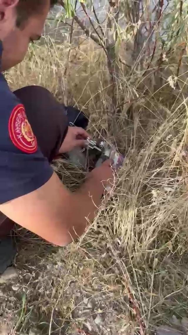 Kafası konserve kutusuna sıkışan kediye itfaiyeden yardım eli 2