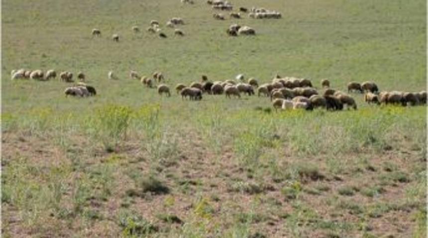 Mera Kanunu Bakanlar Kurulu&rsquo;nda imzaya a&ccedil;ıldı