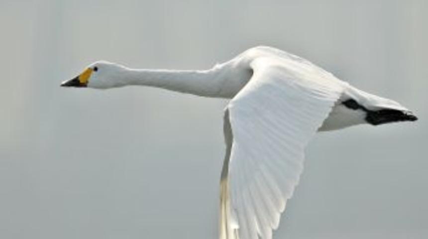 T&uuml;rkiye'nin en nadir kuş t&uuml;r&uuml; 'K&uuml;&ccedil;&uuml;k kuğu' Zonguldak'ta g&ouml;r&uuml;nt&uuml;lendi