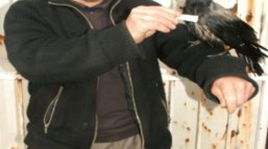 Kargayı evcilleştirdi, kendisine iş arkadaşı yaptı