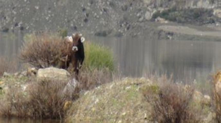 Adacıkta mahsur kalan inek kurtarıldı