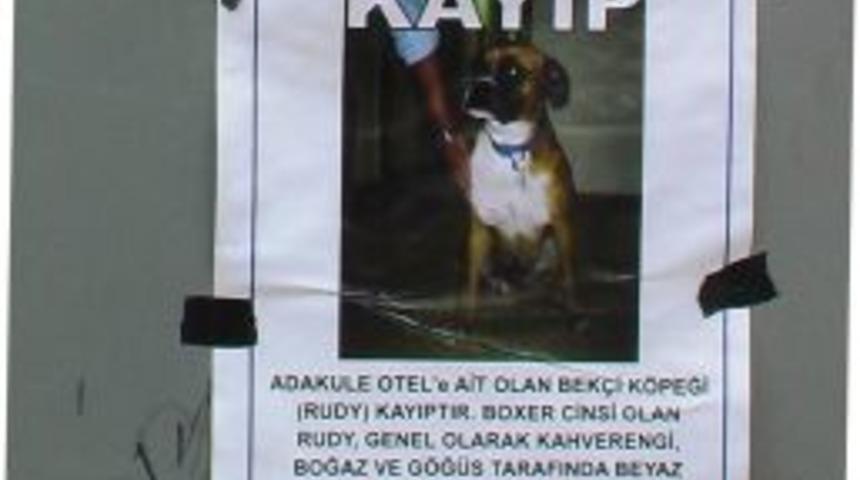 Kayıp k&ouml;peğini bulana 5 bin lira verecek