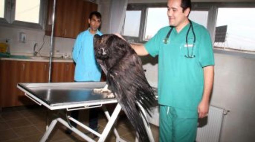 Yaralı akbabaya belediye sahip &ccedil;ıktı