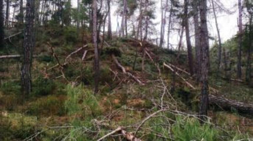 Kar yağışının ormanlara verdiği zarar tespit ediliyor