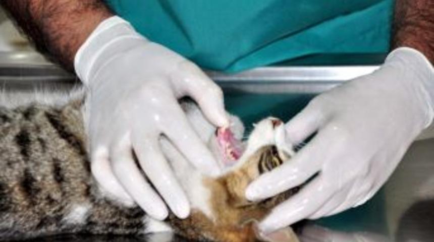 Hayvan barınağına getirilen kedi ameliyatla sağlığına kavuşturuldu