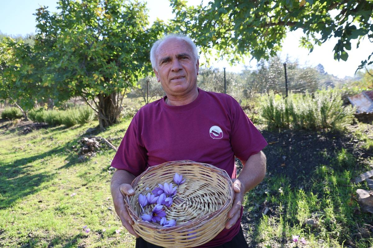 Her şey bir saksıyla başladı: Gramı 900 TL Bu yıl 600 gram olacak 1