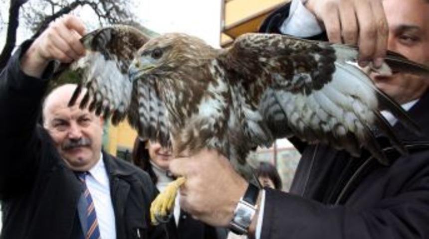 Avcıların yaraladığı şahinler tedavi i&ccedil;in Bursa&rsquo;da