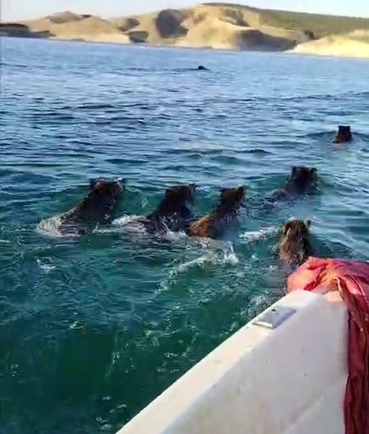 Barajda domuz sürprizi: Balıkçılar şaşıp kaldı 2