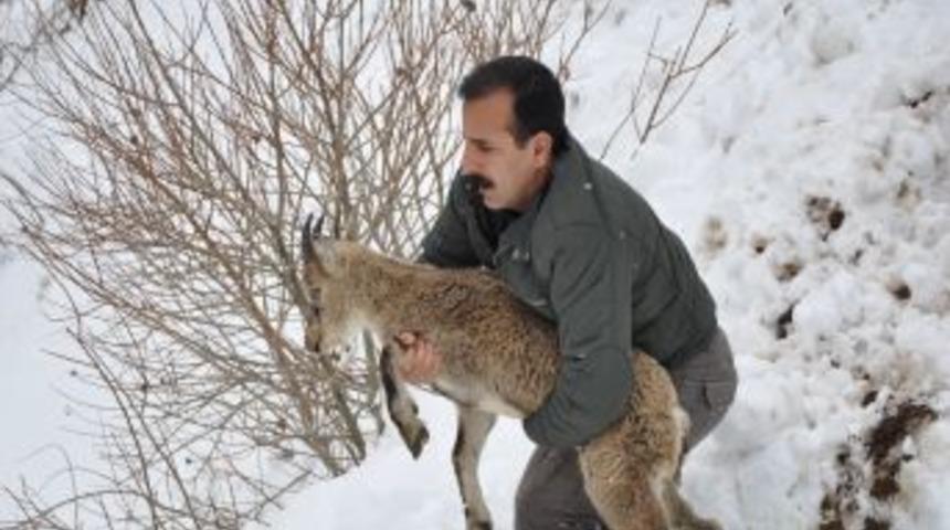 Yavru dağ ke&ccedil;isi doğal yaşamına bırakıldı
