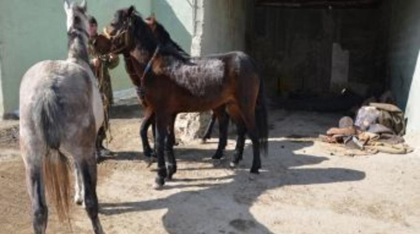 At sırtında 258 kilo uyuşturucu