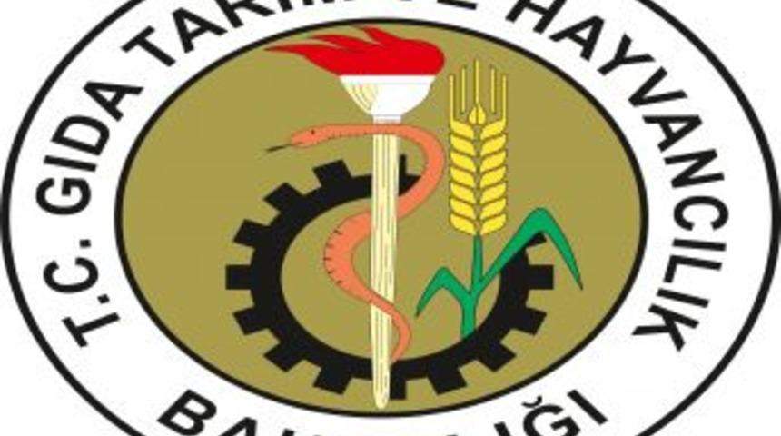 Mısır &uuml;retimi ikiye katlandı