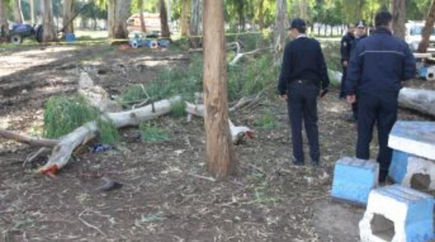 &Ccedil;amlıkta odun toplayan kadın, kesilen ağacın altında kaldı