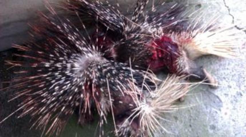 Oklu kirpileri avlayan 3 kişi yakalandı