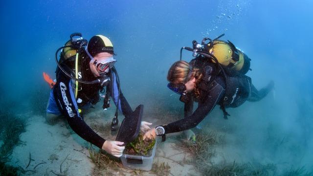 Antalya'daki Üç Adalar'da deniz restorasyonu çalışmaları sürüyor