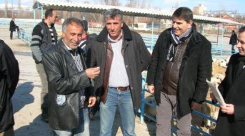 Merzifon Sosyal Yardımlaşma Vakfı'ndan &ccedil;ift&ccedil;ilere koyun yardımı