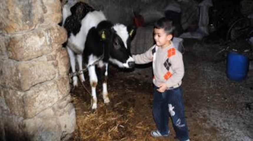 Buzağı desteği i&ccedil;in 20 g&uuml;n i&ccedil;inde k&uuml;peleme yapılması gerekiyor