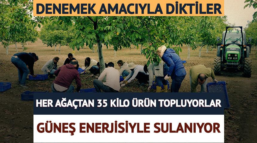 Denemek i&ccedil;in diktiler, şimdi her bir ağa&ccedil;tan 35 kilo &uuml;r&uuml;n topluyorlar