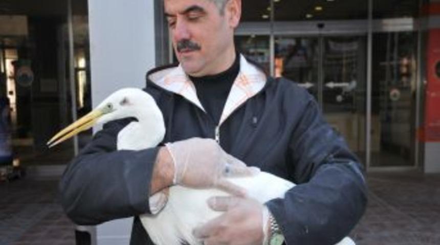 Yaralı halde bulunan leylek tedavi altına alındı