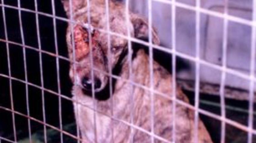 Gemlik`te Sokak Hayvani Sefaleti