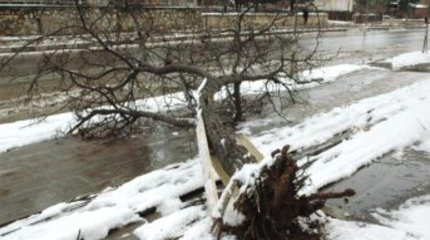 Kırşehir&rsquo;de tipi ağa&ccedil;ları k&ouml;k&uuml;nden s&ouml;kt&uuml;