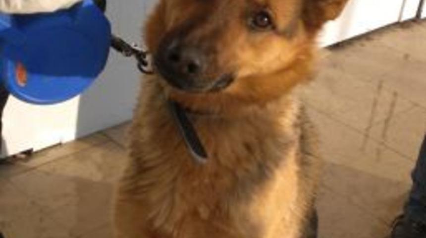 K&ouml;peği yaralayan 7 &ouml;ğrenci, okuldan uzaklaştırıldı