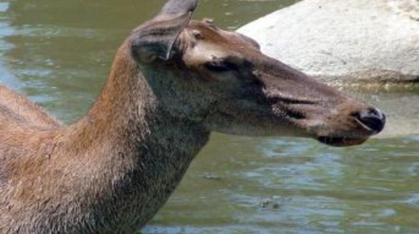 Kaçak avlanan 75 kişiye 44 bin lira ceza kesildi