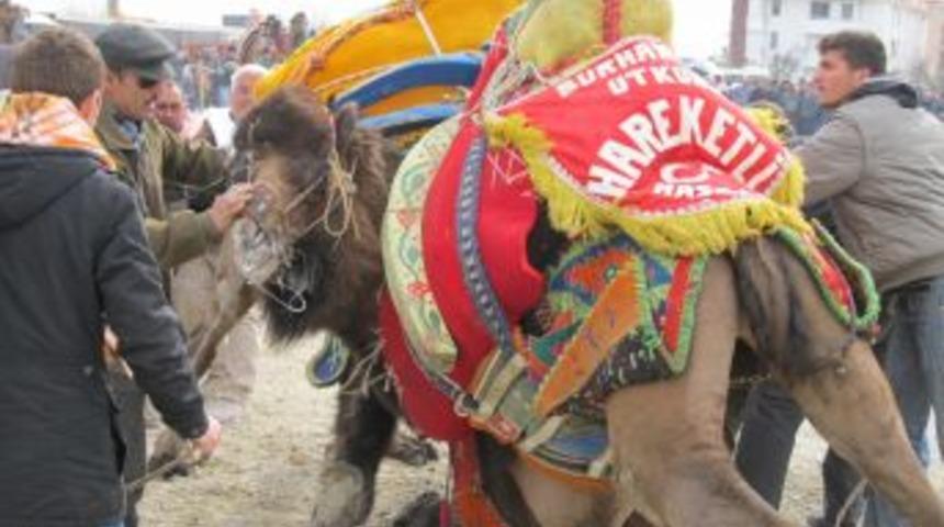 Altınoluk&rsquo;ta, develer tozu dumana kattı