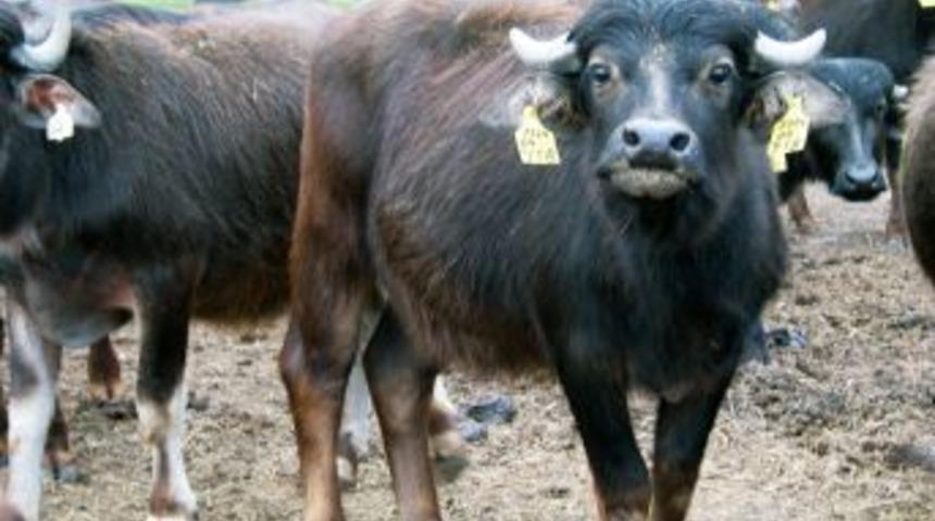 Bakanlık, Anadolu mandasının sayısını artırmak i&ccedil;in harekete ge&ccedil;ti