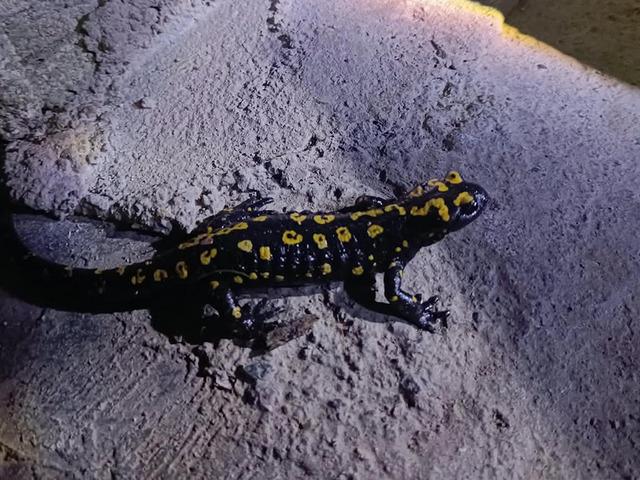 Nadir g&ouml;r&uuml;len canlı Elazığ'da ortaya &ccedil;ıktı