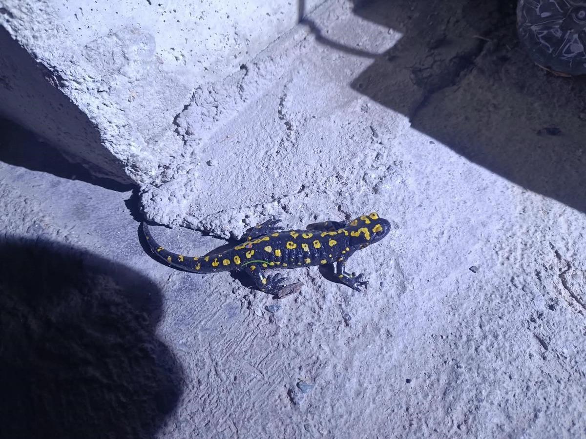 Nadir görülen canlı Elazığ da ortaya çıktı: Nesli tükenme tehlikesinde 1