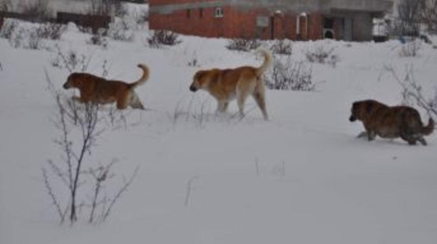 Yozgat merkezde kar kalınlığı yarım metreyi ge&ccedil;ti