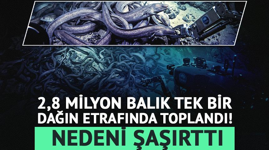 2,8 milyon balık tek bir dağın etrafında toplandı! Nedeni şaşırttı