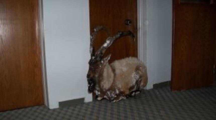 Demirkazık'ta şiddettli kış nedeniyle Dağ Ke&ccedil;isi kampa sığındı