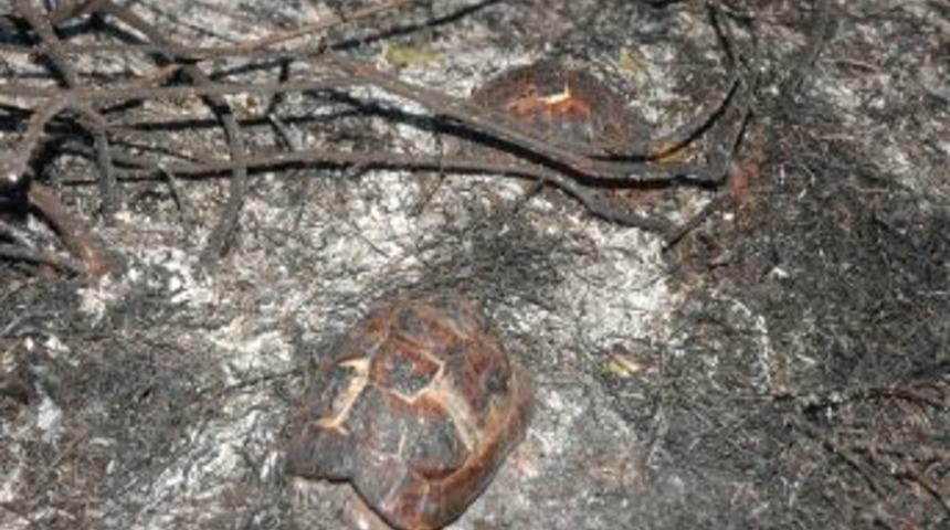 Kadirli'de orman yangını