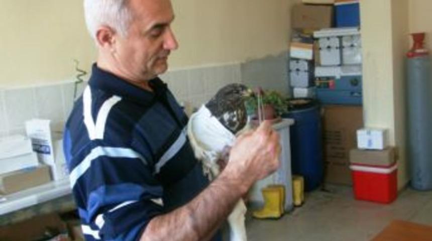 İnşaat alanında bulunan yaralı şahin, tedavi edildikten sonra doğaya salınacak