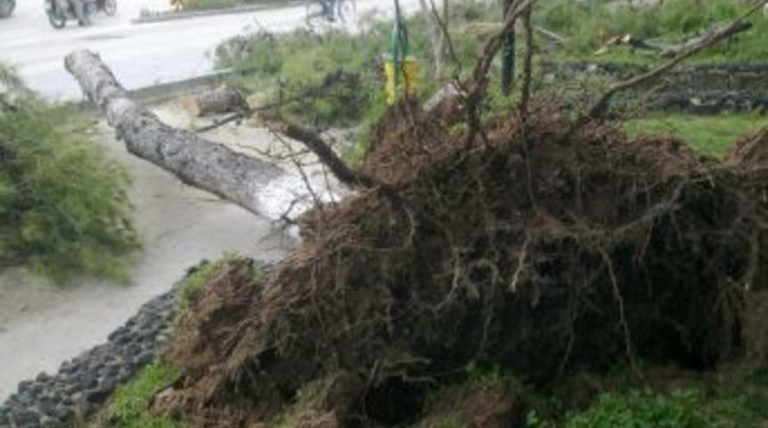 R&uuml;zgar, Osmaniye&rsquo;de &ccedil;atı u&ccedil;urdu, ağa&ccedil; devirdi