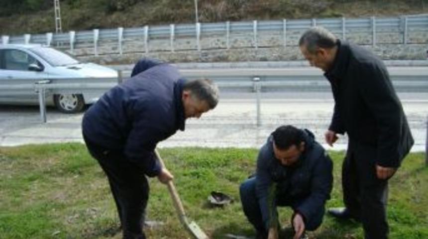 Alaplı kaymakamı ve gazeteciler fidan dikti