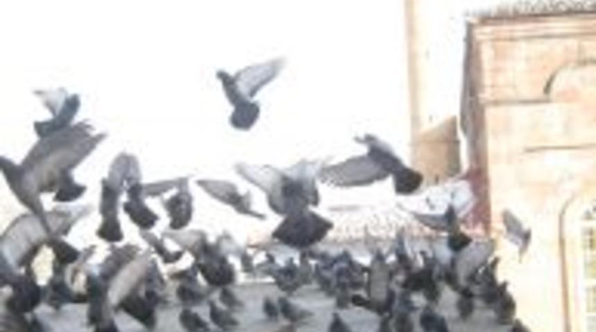 Aç güvercinlere esnaf sahip çıktı