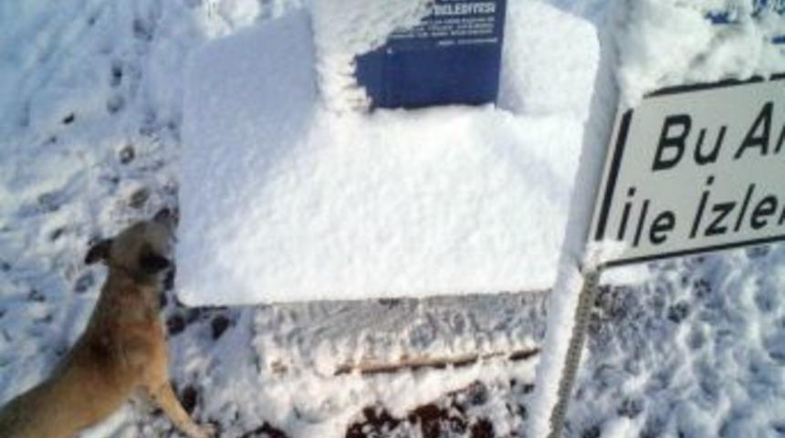 Sokak hayvanlarını soğuklarda Yem Patiler doyuruyor