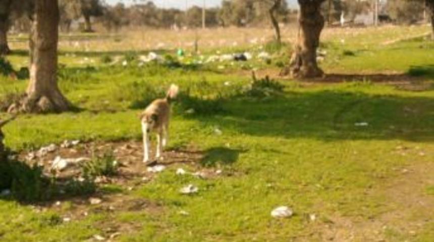Milas&rsquo;ta k&ouml;pek dehşeti!