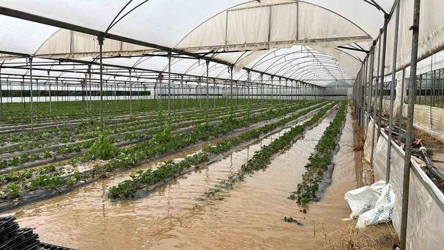 Bir sel haberi de Mersin den! İlçelerde yollar ve tarım alanları su altında kaldı 4