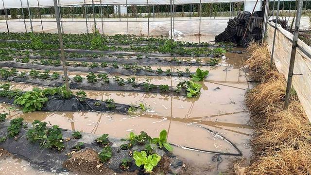Bir sel haberi de Mersin den! İlçelerde yollar ve tarım alanları su altında kaldı 2