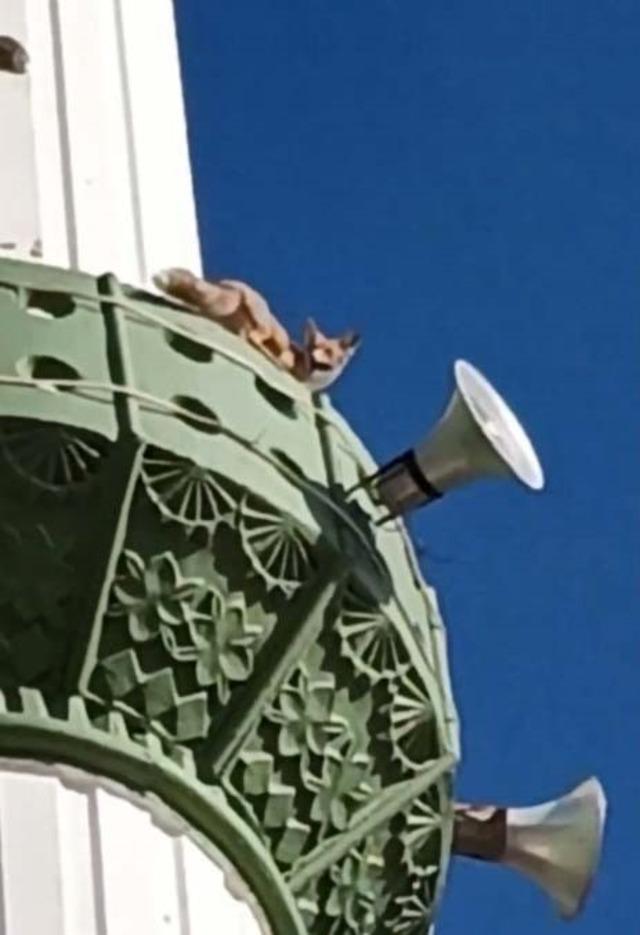 Kuşların peşine takılan tilki minareye çıktı 1