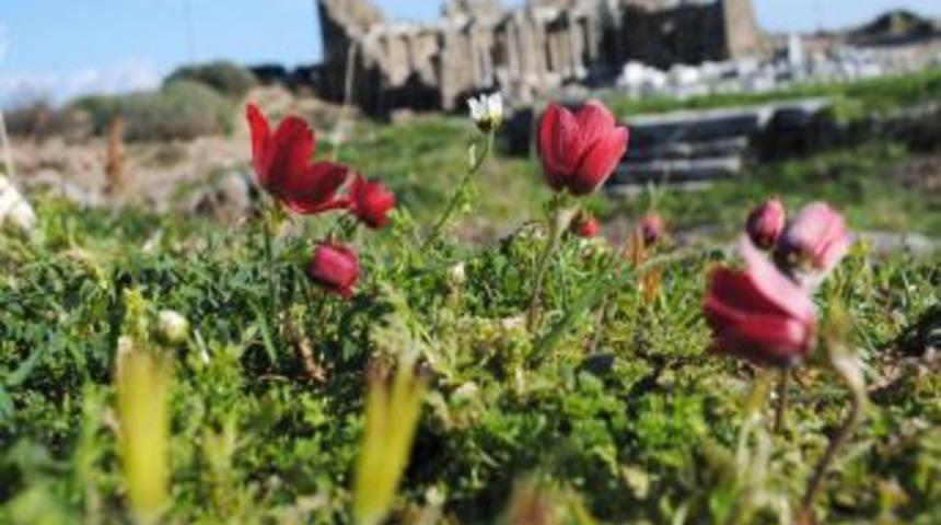 Cemre havaya d&uuml;şt&uuml;, Antalya'da dağ laleleri a&ccedil;tı