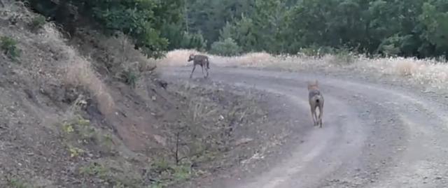 Çankırı’da yaban hayatı kamerada 2