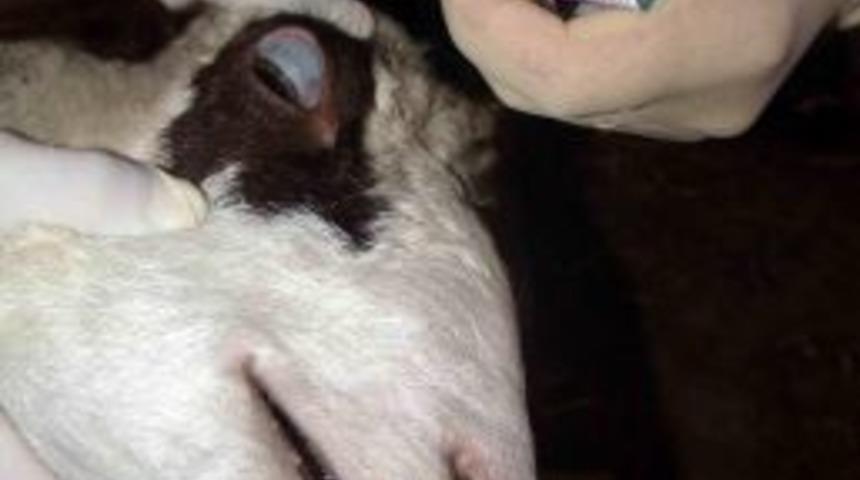 Brusella aşısı yapan g&ouml;revlilerin zarar g&ouml;rmemesi i&ccedil;in g&ouml;z damlası geliştirildi