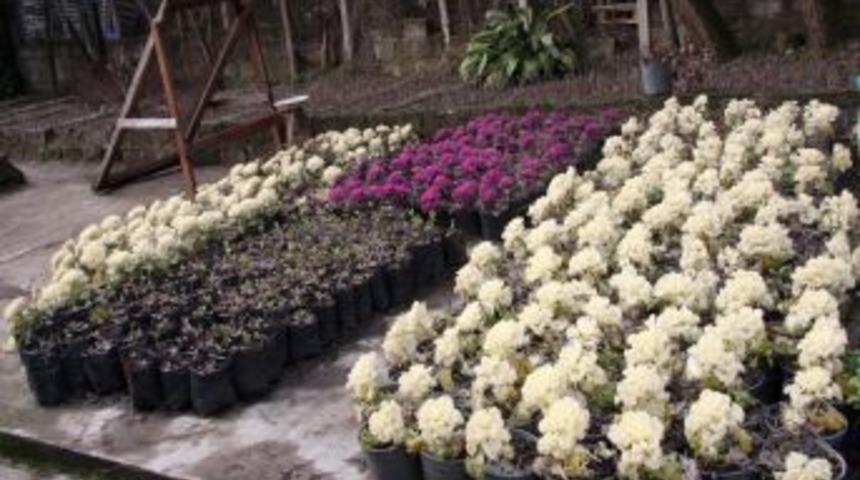 Bartın Belediyesi kendi &uuml;rettiği &ccedil;i&ccedil;eklerle baharı karşılayacak