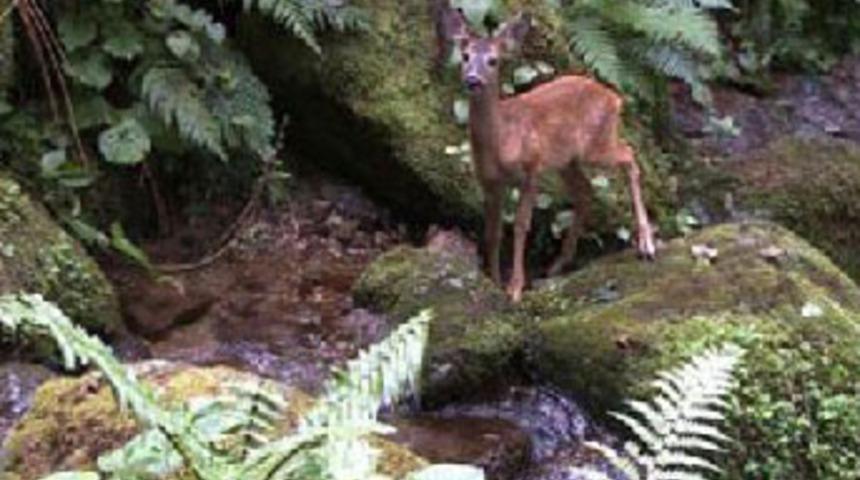 &Uuml;nl&uuml; belgeselciye şok su&ccedil;lama