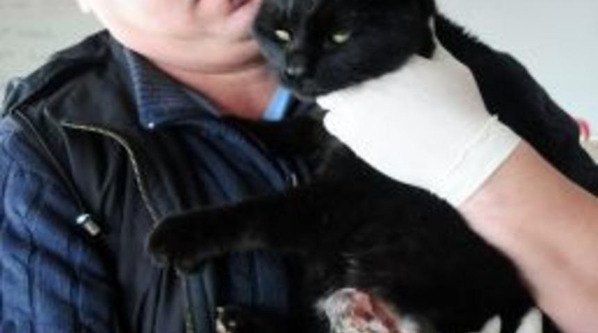 &Uuml;&ccedil; ayaklı k&ouml;pek ve kediler sahiplenilmeyi bekliyor